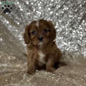Winston, Cavalier King Charles Spaniel Puppy