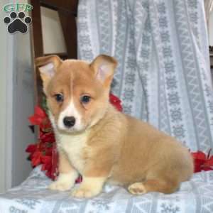 Daniel welsh 2024 corgi puppies