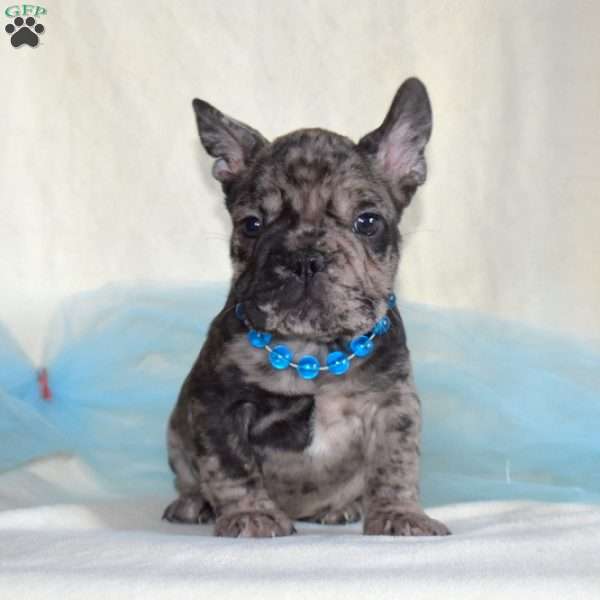 Wrinkles, French Bulldog Puppy