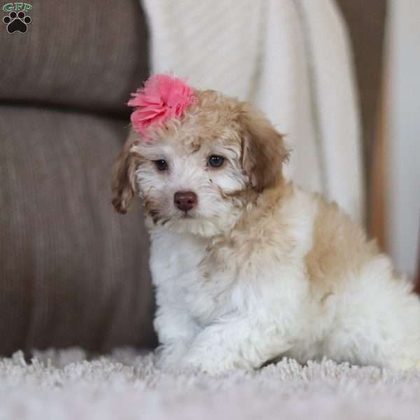 Zara, Mini Labradoodle Puppy