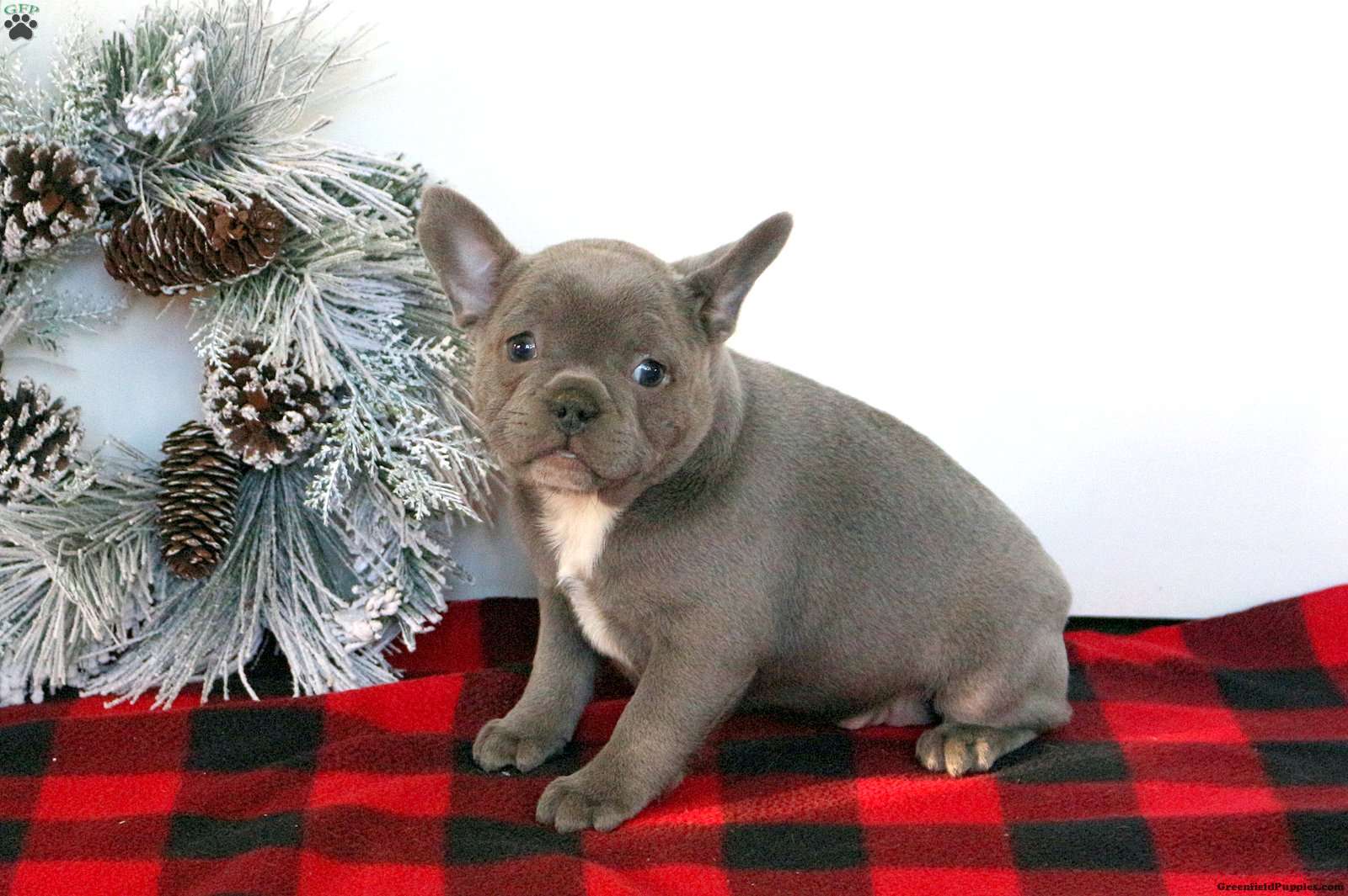 Zelda - French Bulldog Puppy For Sale in Pennsylvania