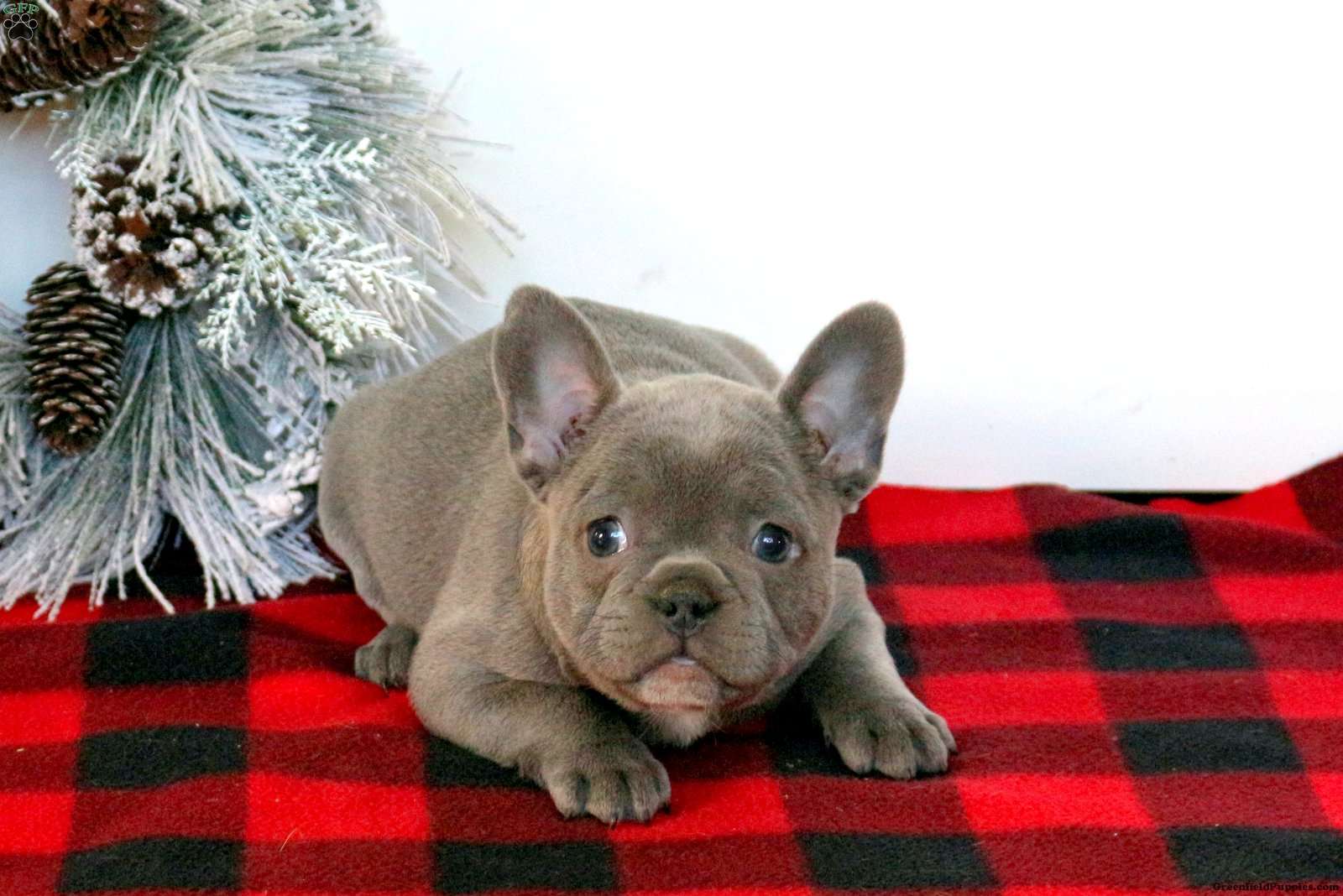 Zelda - French Bulldog Puppy For Sale in Pennsylvania