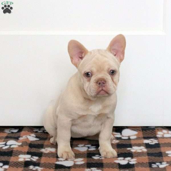 Zoe, French Bulldog Puppy