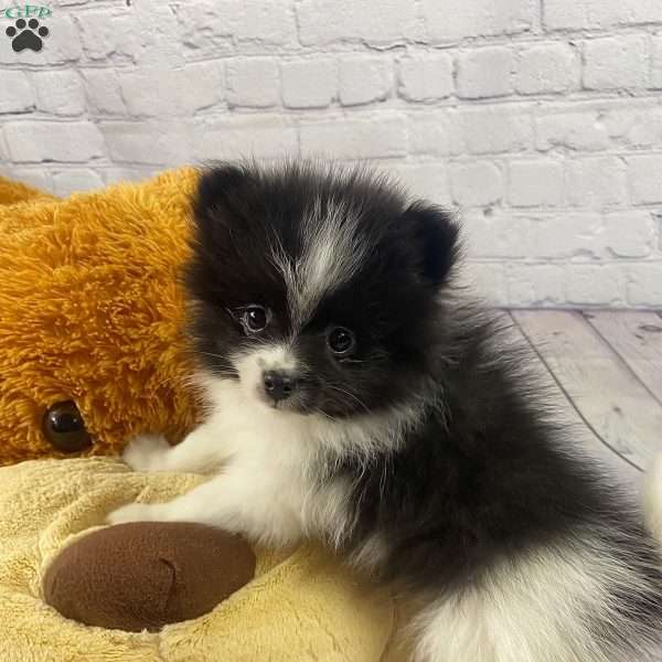 Cassidy, Pomeranian Puppy