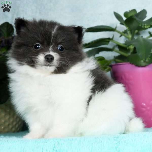 Basil, Pomeranian Puppy