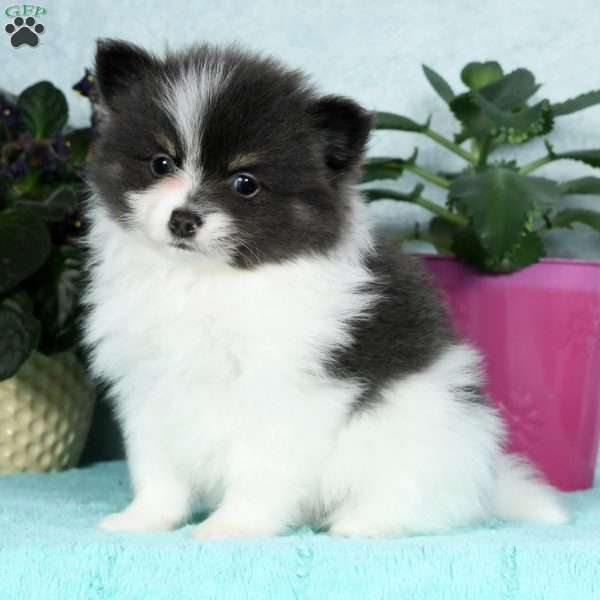 Beau, Pomeranian Puppy