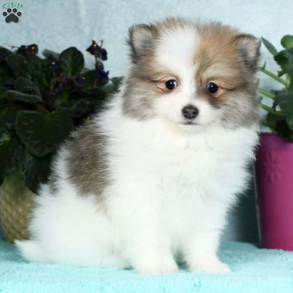 Beauty, Pomeranian Puppy