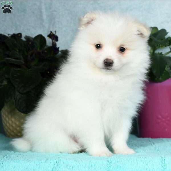 Bentley, Pomeranian Puppy