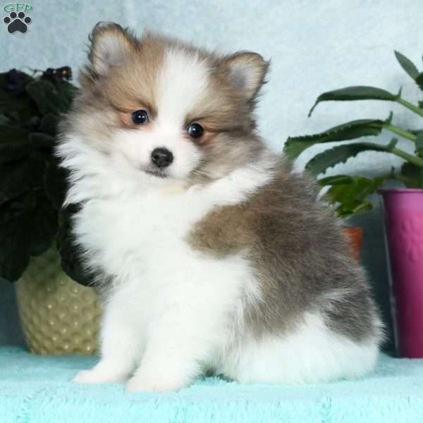 Bruno, Pomeranian Puppy