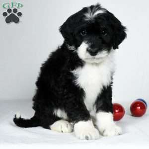 Chase, Portuguese Water Dog Puppy
