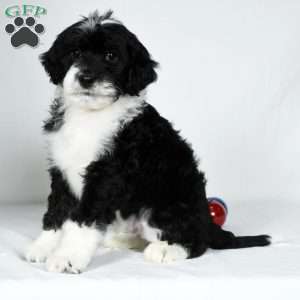 Chase, Portuguese Water Dog Puppy