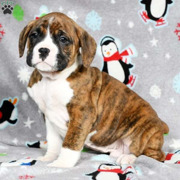 Digger, Boxer Puppy