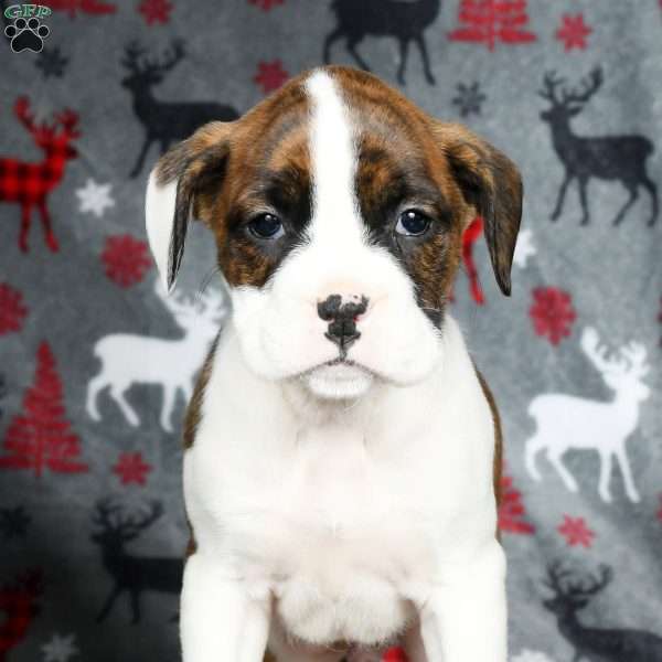 Duke, Boxer Puppy