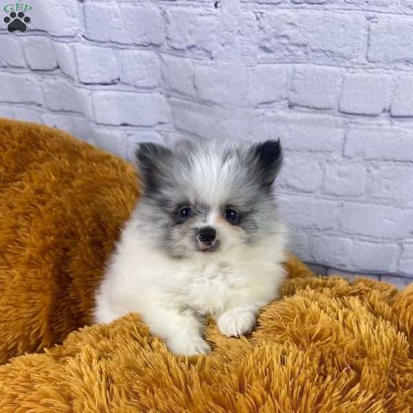 Chloe, Pomeranian Puppy