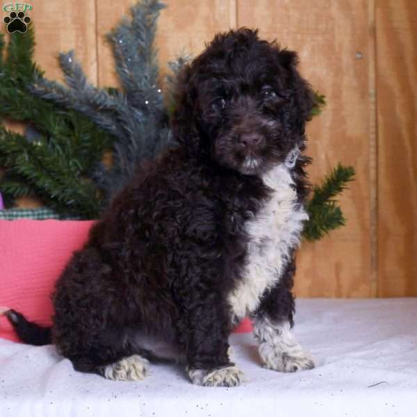 Hershey, Portuguese Water Dog Puppy