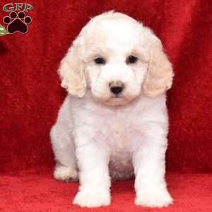 Homer, Miniature Poodle Puppy