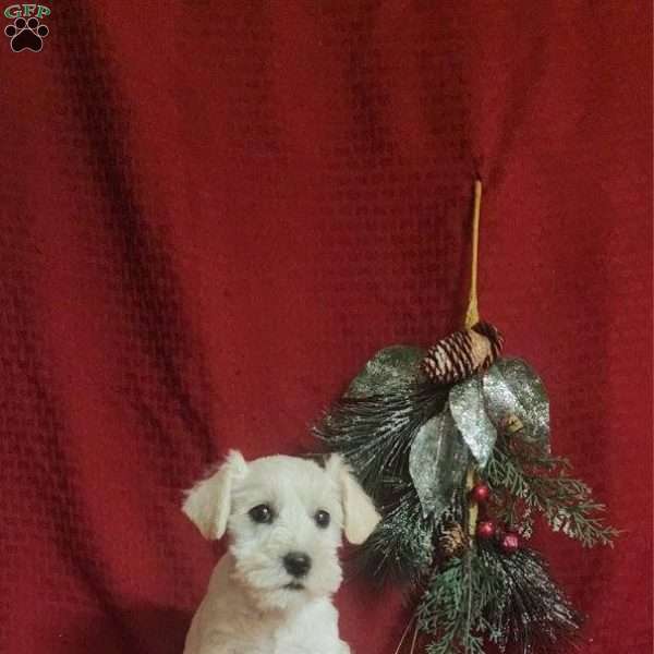 Marci, Miniature Schnauzer Puppy