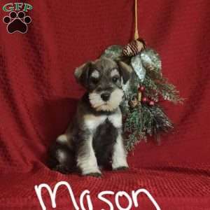 Pannell's akc clearance miniature schnauzer puppies