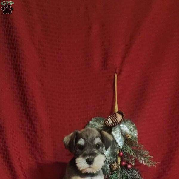 Mason, Miniature Schnauzer Puppy