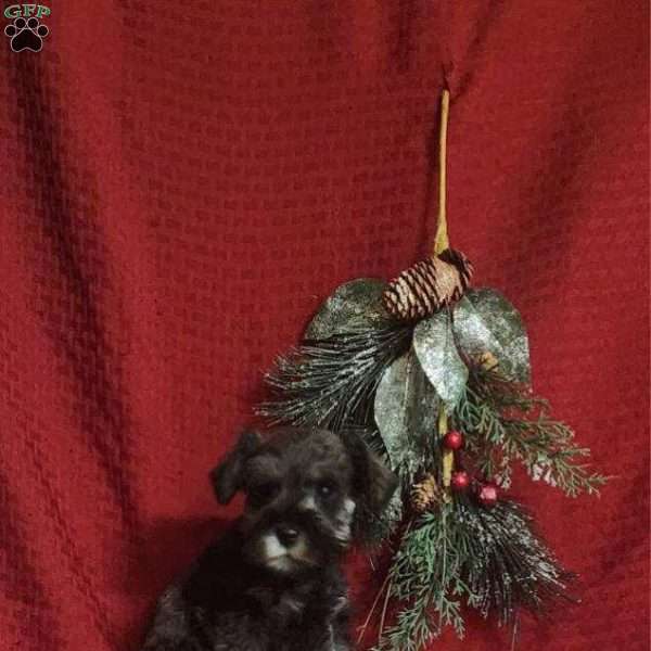 Max, Miniature Schnauzer Puppy