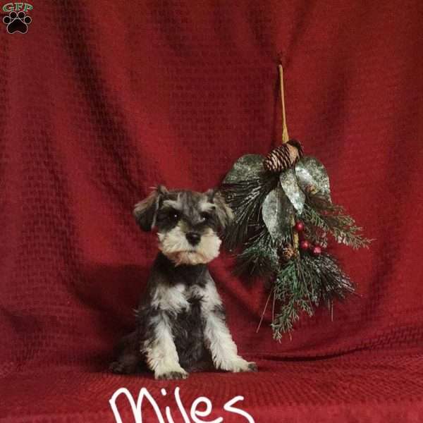 Miles, Miniature Schnauzer Puppy
