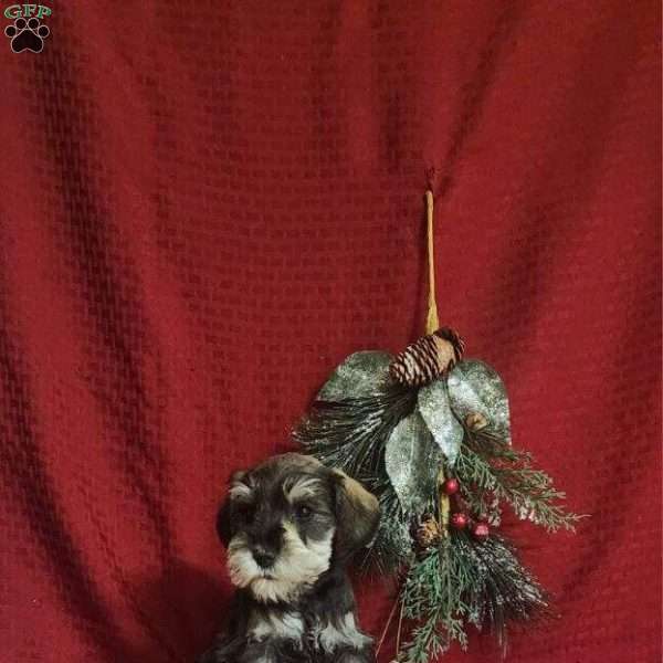 Milo, Miniature Schnauzer Puppy