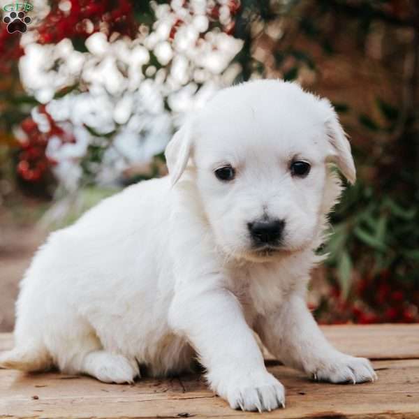 Winnie, English Cream Golden Retriever Puppy