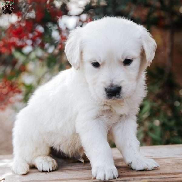 Wiley, English Cream Golden Retriever Puppy