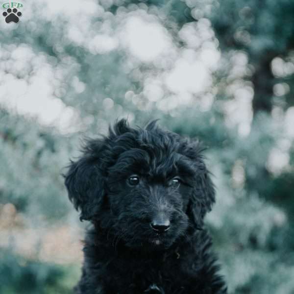 Pepper, Goldendoodle Puppy