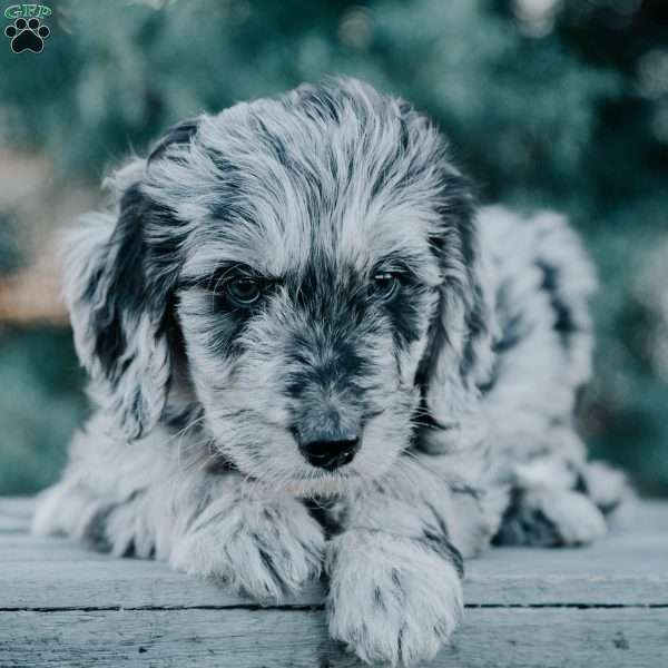 Piper, Goldendoodle Puppy