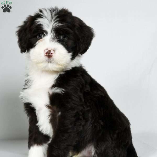 Marshall, Portuguese Water Dog Puppy