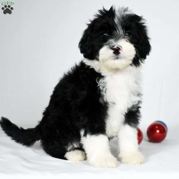 Rocky, Portuguese Water Dog Puppy