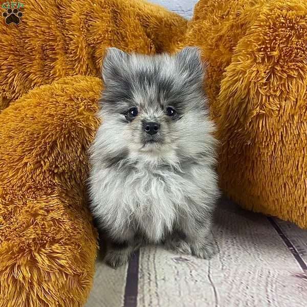 Cindy, Pomeranian Puppy