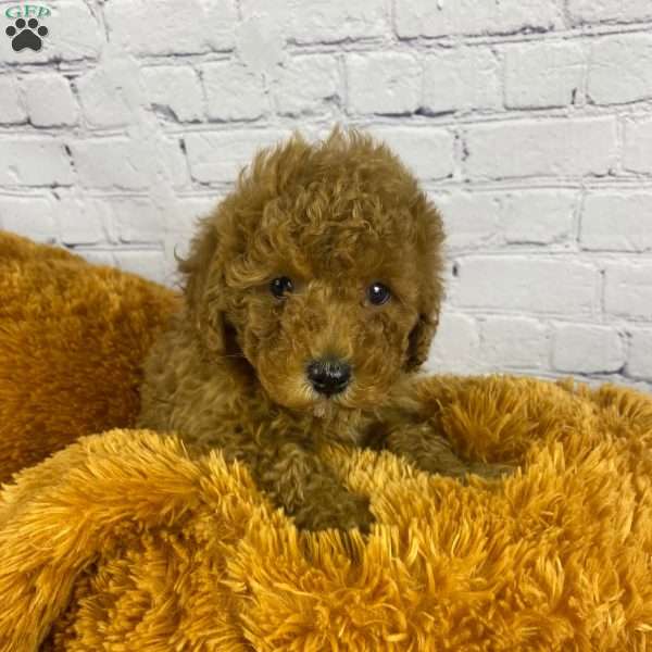 Baxter, Miniature Poodle Puppy