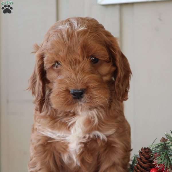 Twinkle, Cockapoo Puppy