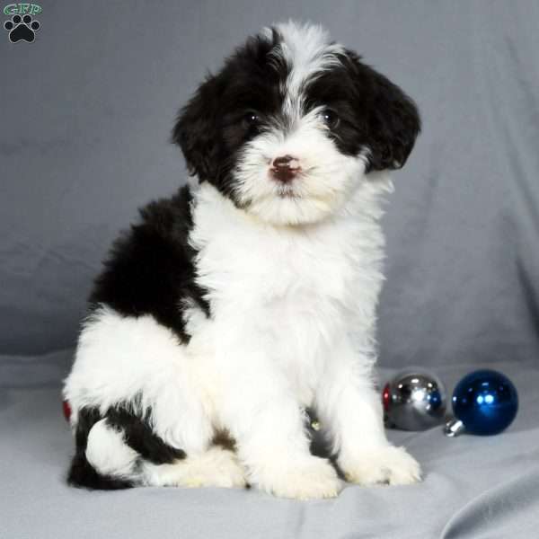 Twinkle, Portuguese Water Dog Puppy