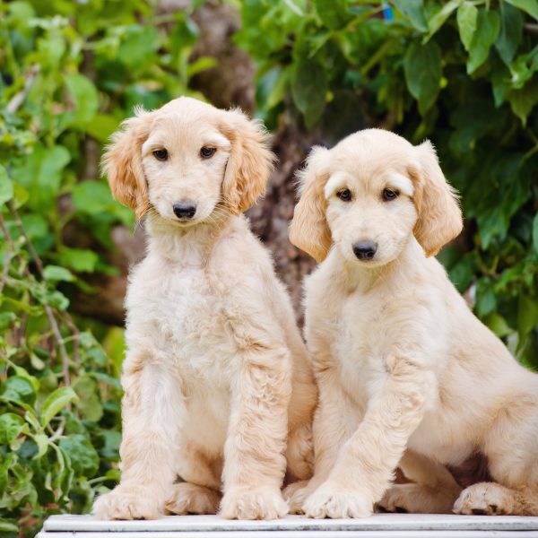 two fawn afghan hound puppies