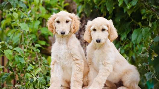 11 Facts About Afghan Hounds