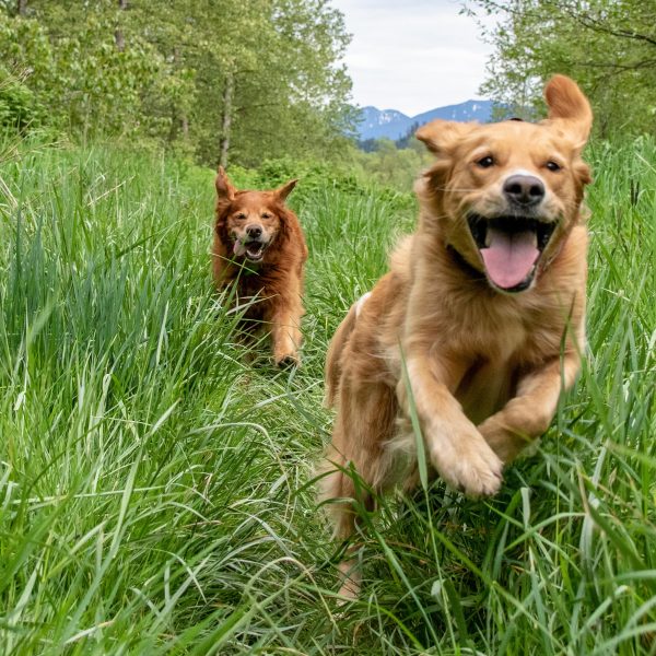 two golden retrievers running through tall grass excitedly