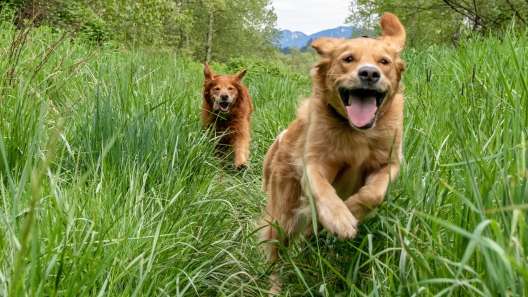 Why Dogs Pee When Excited or Scared (And How to Stop It)