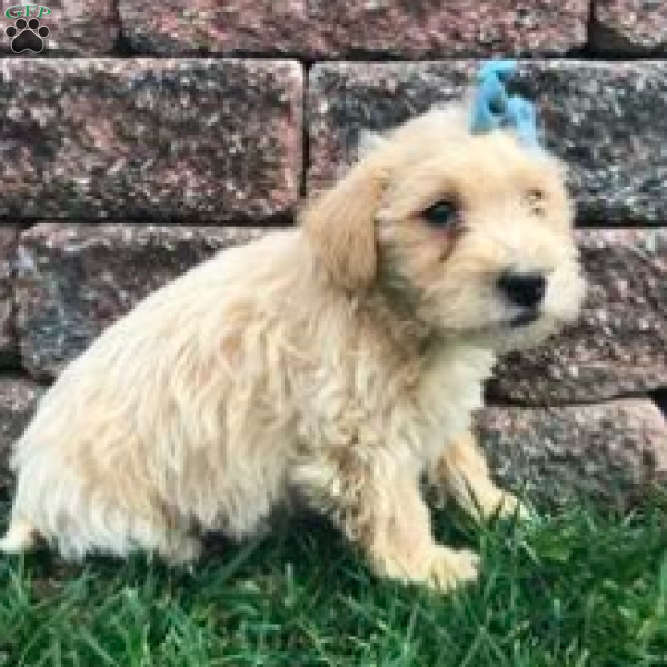 Watson, Miniature Poodle Mix Puppy
