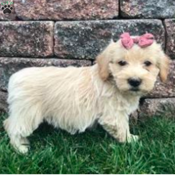 Wendy, Miniature Poodle Mix Puppy
