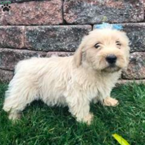 Winston, Miniature Poodle Mix Puppy