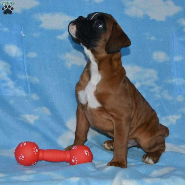 Prince, Boxer Puppy