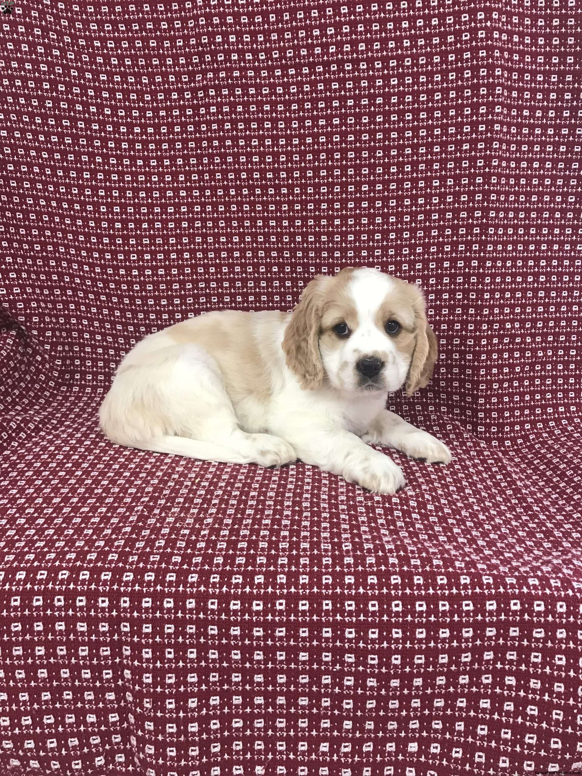 Avalanche mini Saint Bernard Puppy For Sale in Pennsylvania
