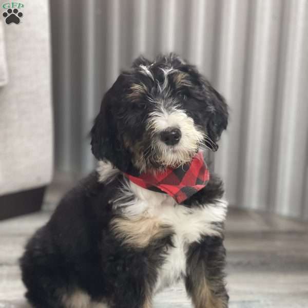 Terry, Bernedoodle Puppy