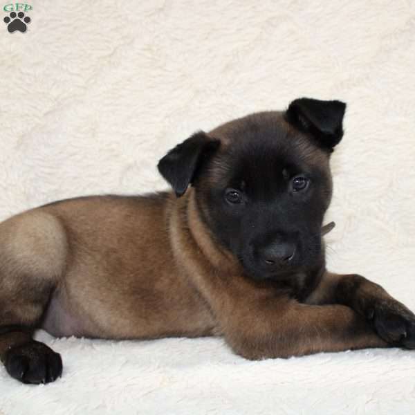 Duke, Belgian Malinois Puppy