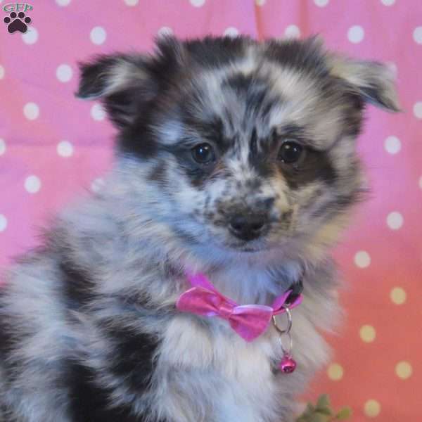 Lil’ Miss Oakley, Pomsky Puppy