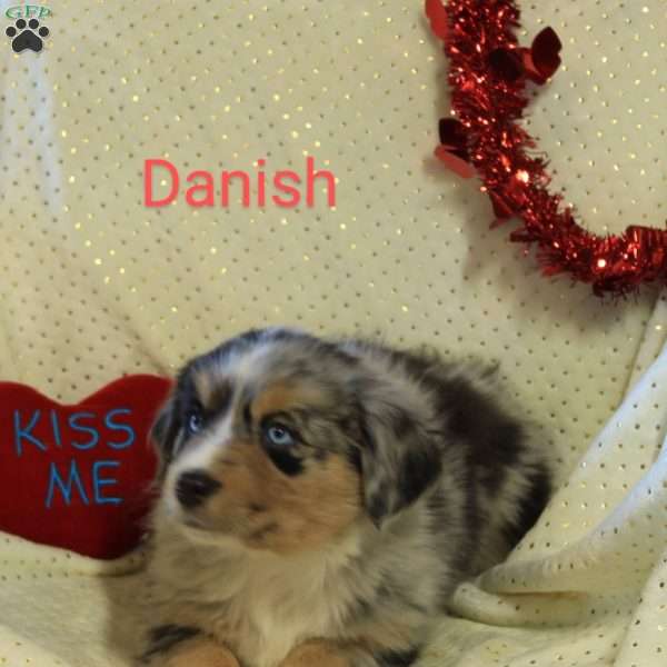 Danish, Australian Shepherd Puppy