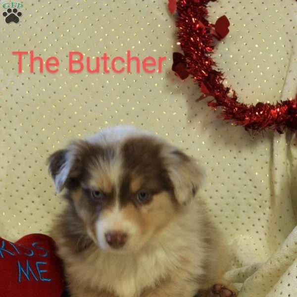 The Butcher, Australian Shepherd Puppy